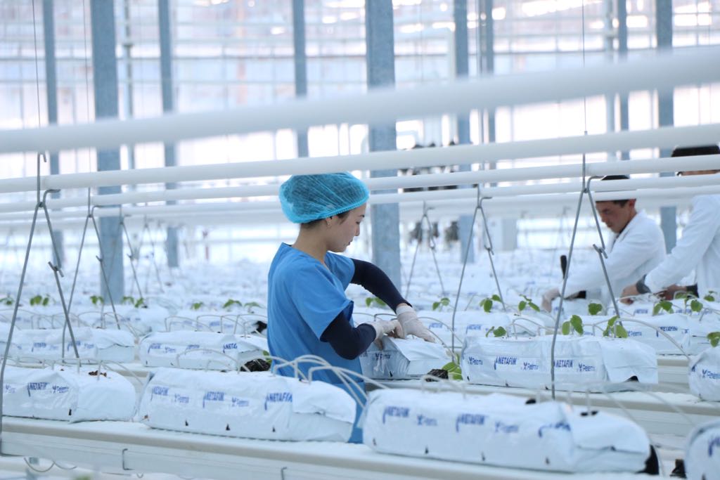 Құлсарыда жылыжай  ашылды