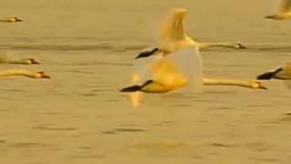 Қысымет. Перуайым. Уа, дәриға...
