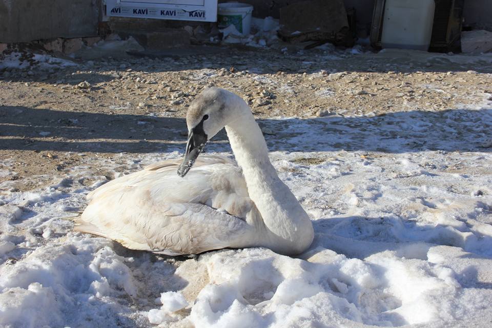 Ауыл тұрғыны адасқан аққуды тобына қосты