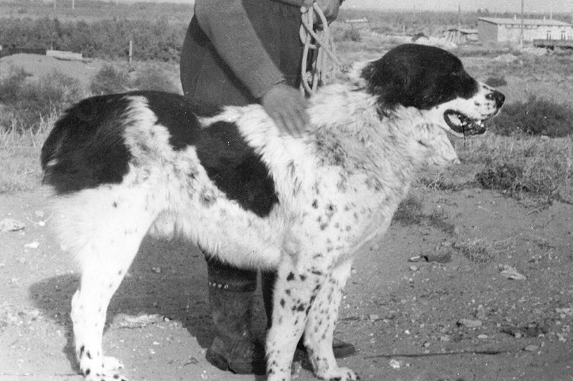 Жақсы ит... (Әңгіме)