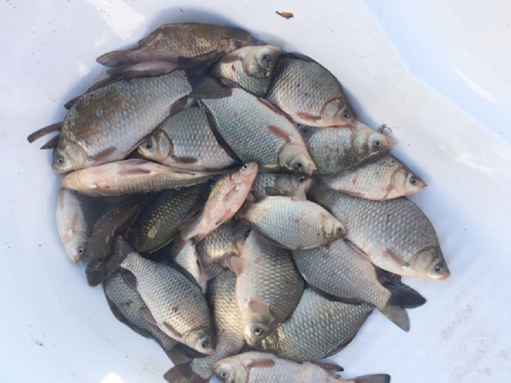 
Бағалай білгенге балық та байлық

