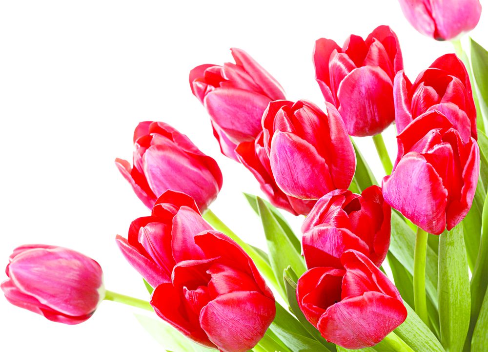 «Аналарға тағзым» – айрықша жоба