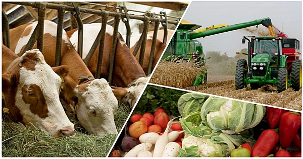 Маңғыстауда ауылшаруашылық саласына 2018 жылға жоспарланған жобалар құны 8, 808 млрд теңгені құрады