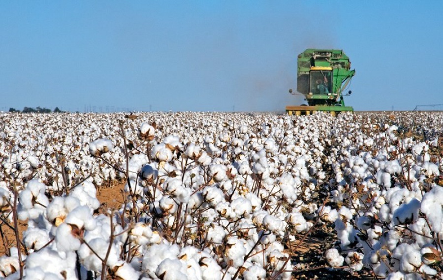 Сәкен Қаныбеков: Мақта шаруашылығы айрықша назарды қажет етеді
