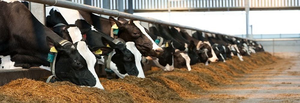 «Сүт көп, көмір аз...»
