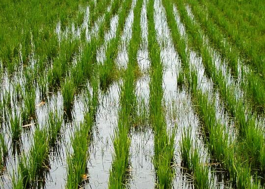 Қызылорда облысындағы кәсіпкерлер палатасының мамандары дихандарға тегін кеңес береді