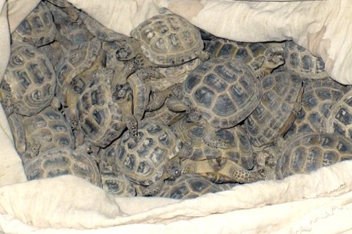  Қостанай облысында 400 тасбақаны Ресейге алып кетпек болды