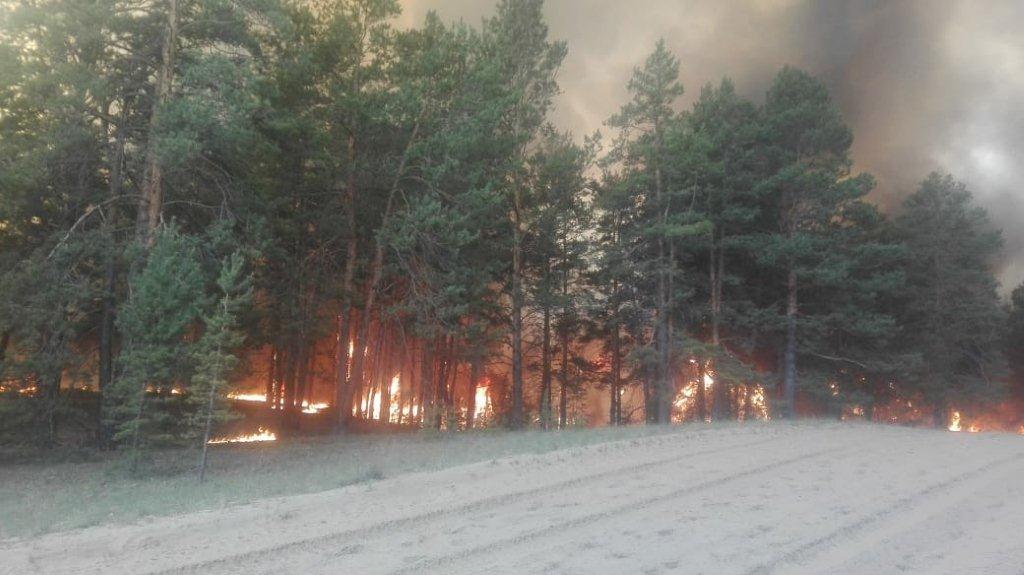 Семейдегі Қызылкардонда орман өрті бәсеңсіді