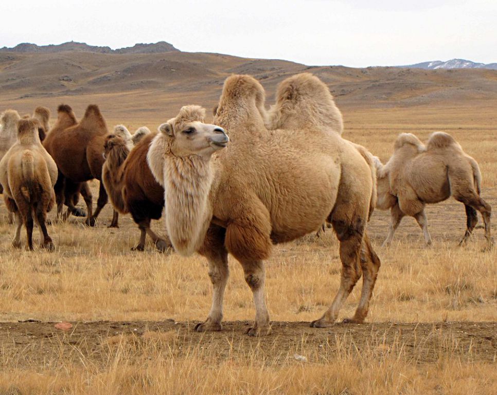 Көрші елдің Ойсылқара тұқымына қызығуының сыры неде?