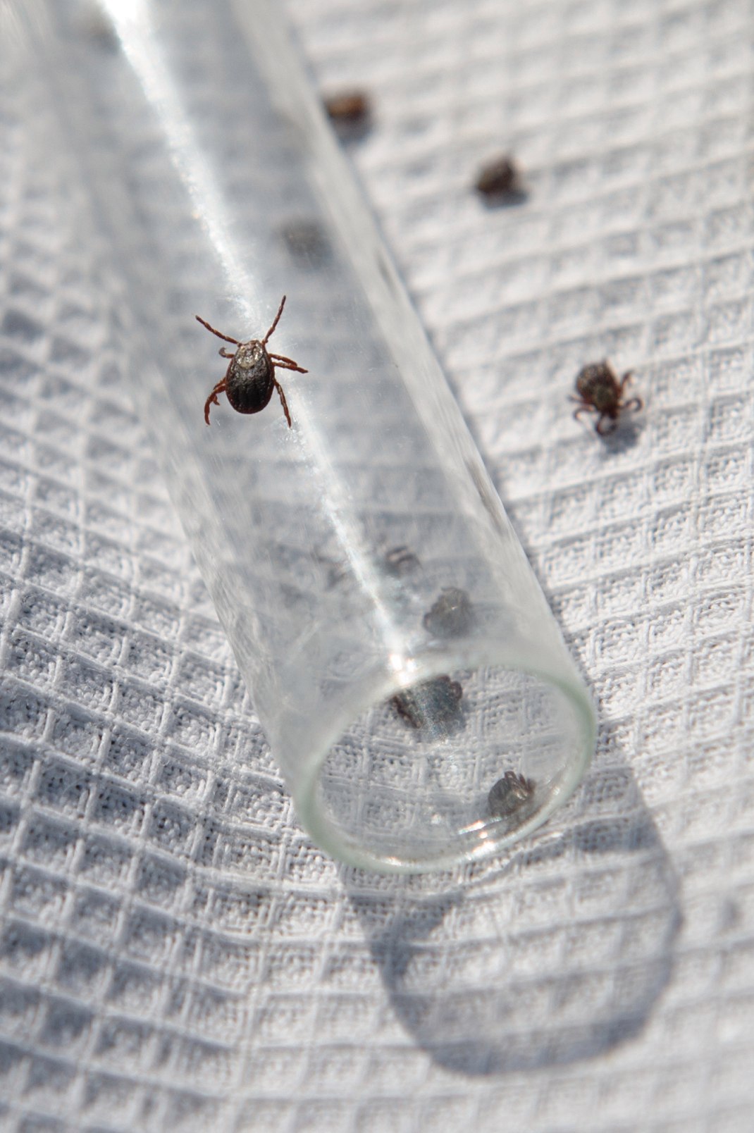 Қостанай облысының  төрт ауданынан улы кенелер табылды