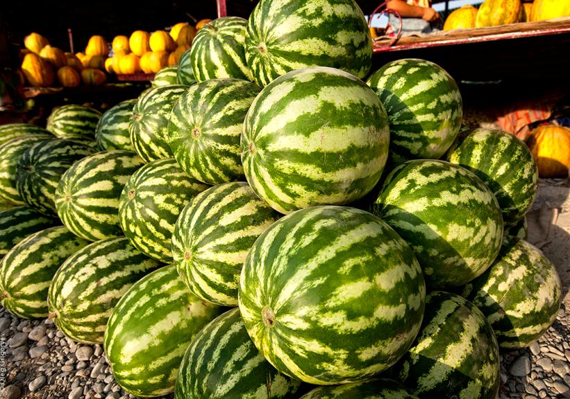 Мақтааралдың қарбызы Ресейге экспортталуда
