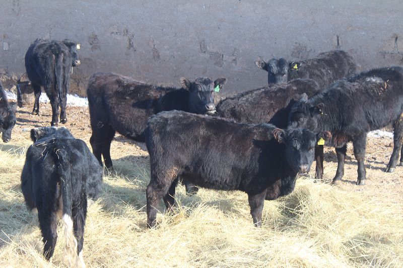 «Райынбек» шаруа қожа­лы­ғы асыл тұқымды мал өсіреді 