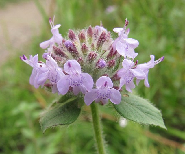 Киікотының гүлі (әңгіме)