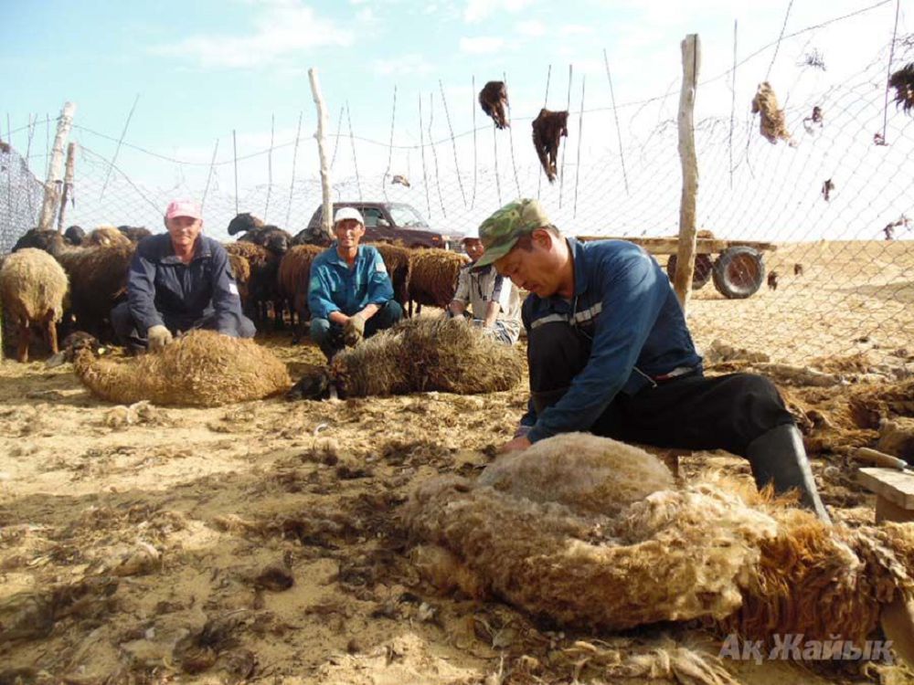 Қой терісі демеңіз...