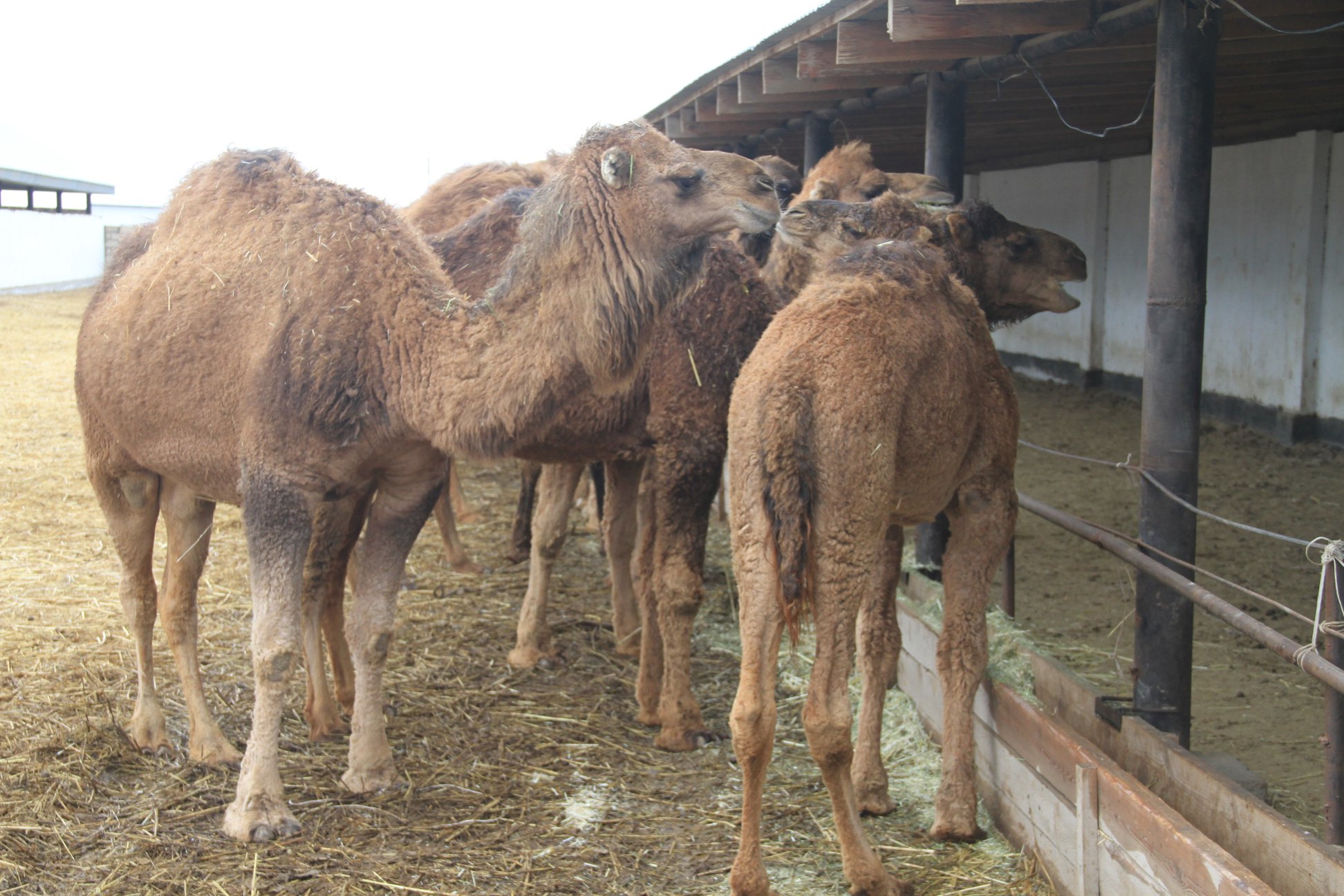 Қызылордада 18 ауылшаруашылық кооперетиві құрылды