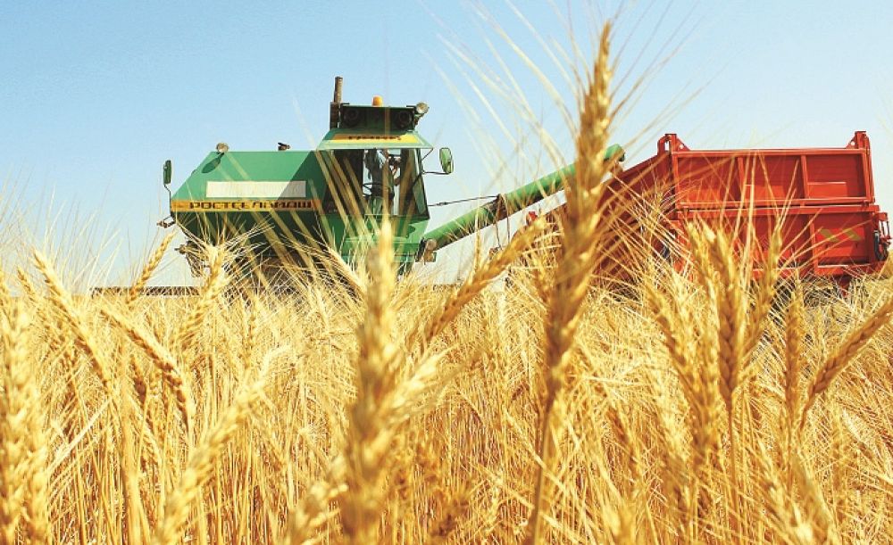 Астыққа орақ түскен шақ