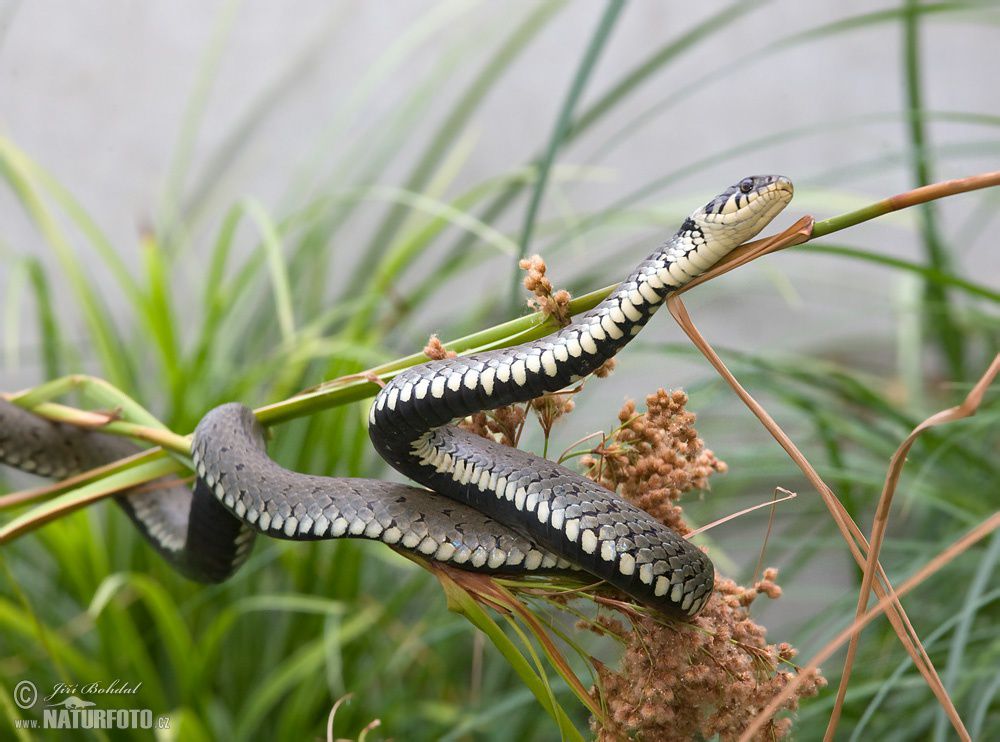 Сарыбас жылан шақпайды