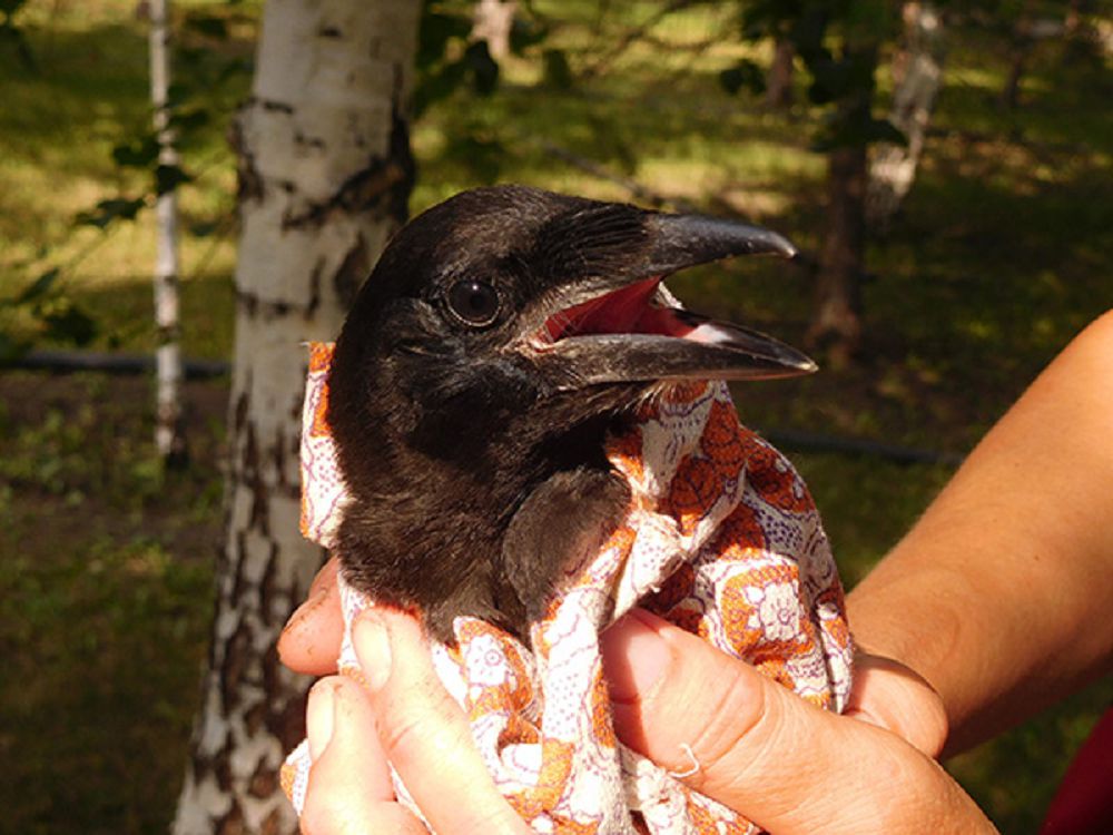 Ажалы жоқ ала қарға