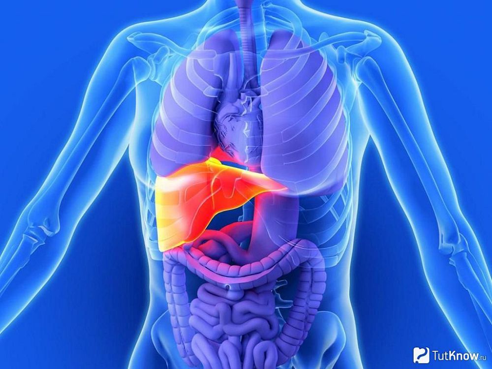 Бауырдың созылмалы ауруларын зерттеді