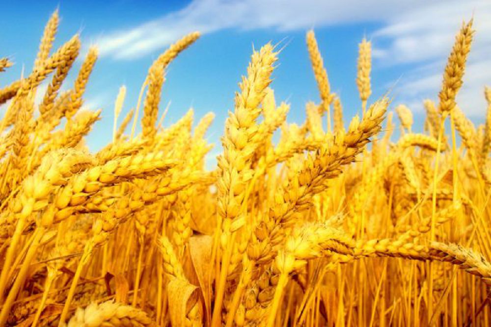 Жаздық бидайдың жаңа сұрыпы