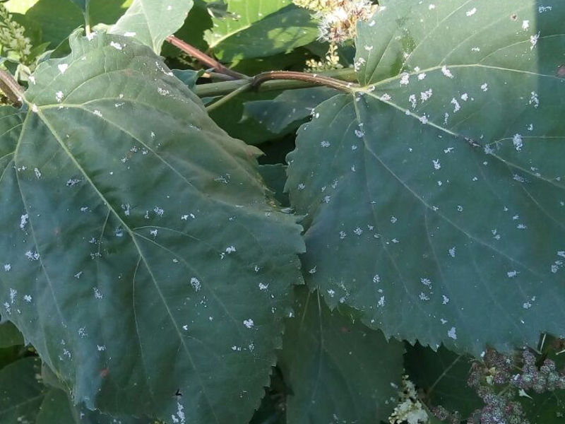 Өскеменге күл жауды ма, қар жауды ма?