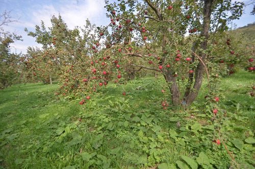 Аманат. Алма бақ