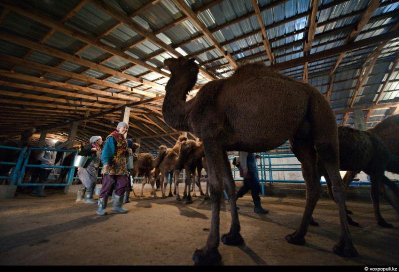 Түйе шаруашылықтары ортақ іске жұмылады