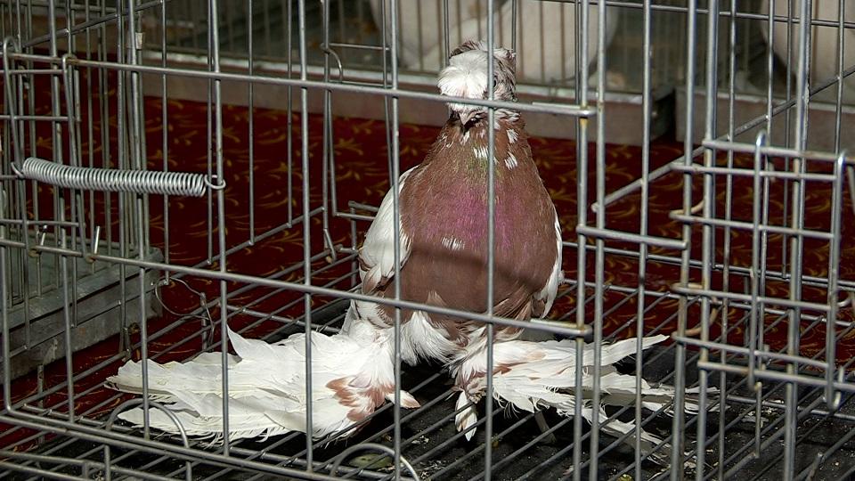 Шымкентте 5 000 000 теңгеге бағаланған көгершін көрмеге қойылды