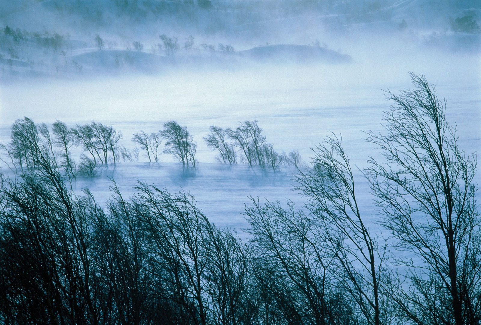ШҚО-да атқа мінген ауыл әкімі қасқырдан құтқарып қалды