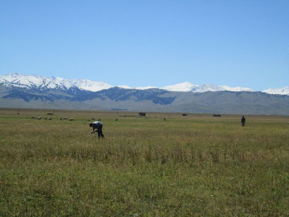 «Қара археологтер» қаптап жүр