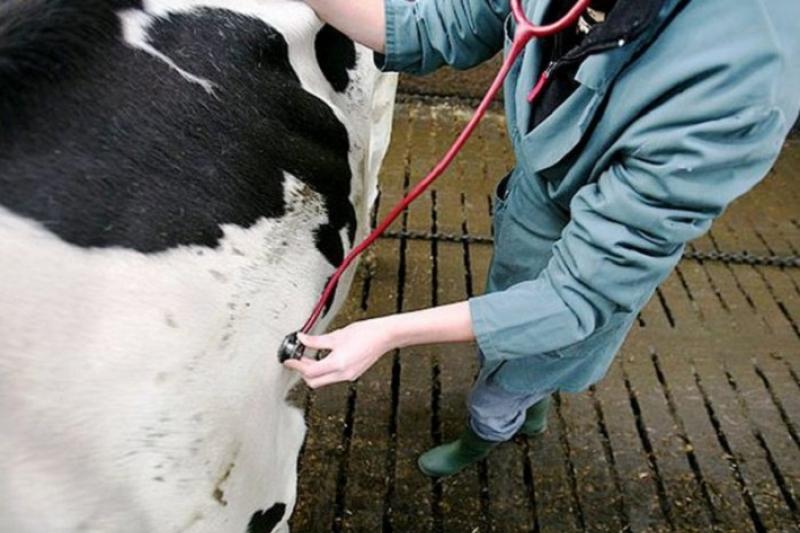 Ветеринария мұраты – адам саулығы