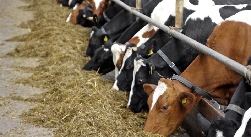 Шығыс Қазақстанда мал бордақылау алаңдарының саны артуда