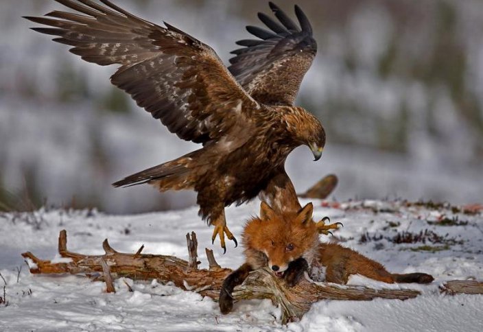 Түлкінің керуі (Бүркітшінің әңгімесі)