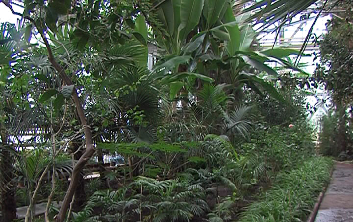 Петропавл ботаникалық бағында агава гүл жарды