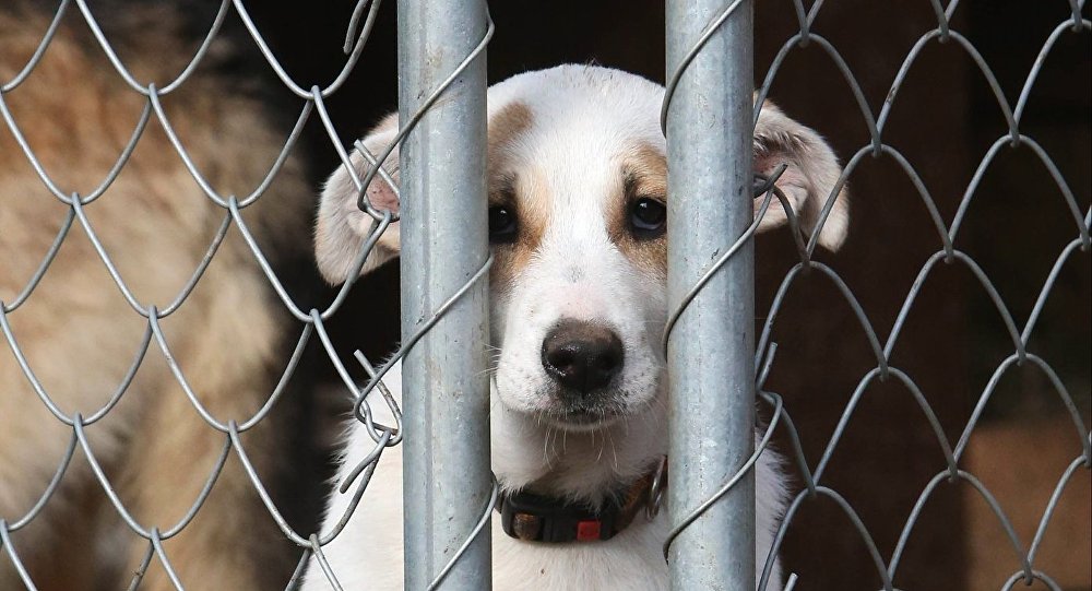 Павлодар облысында 1500 мыңдай адам қаңғыбас иттер мен мысықтардан зардап шеккен 