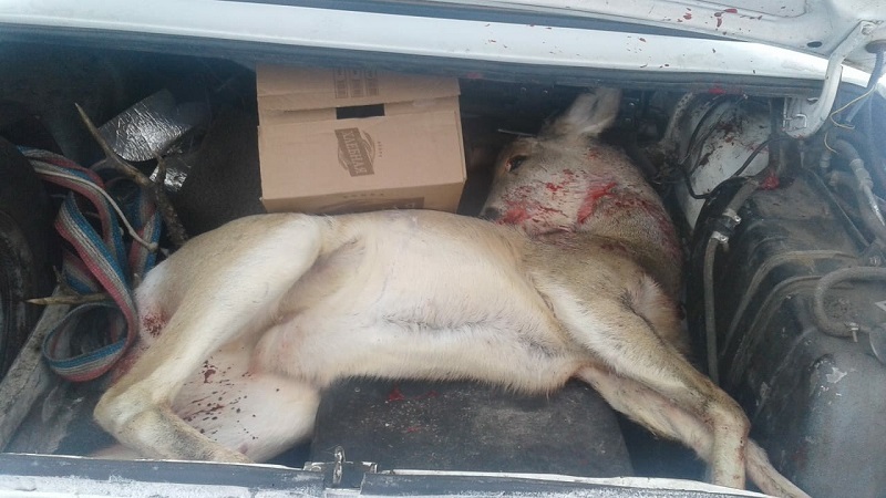 Қостанайда елік атқандар ұсталды