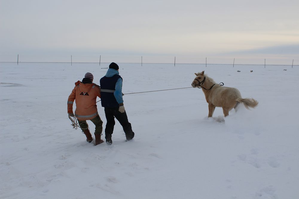 Жылқы құрықтаған жігіттер