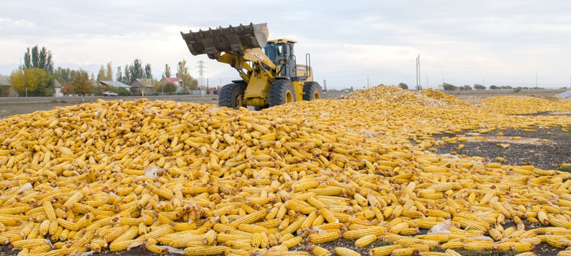 Жаркент диқандары жүгеріден жоғары өнім жинады