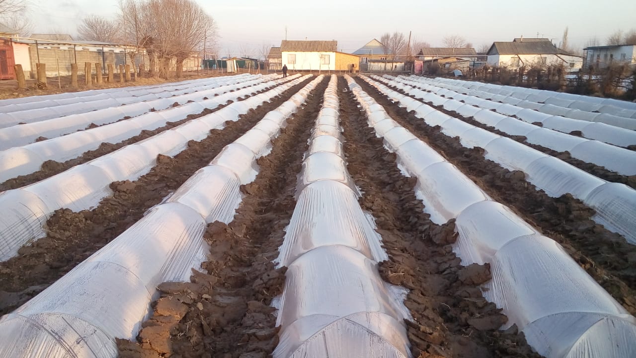 Мақтаралдық диқандар қызылша тұқымын егуді бастады