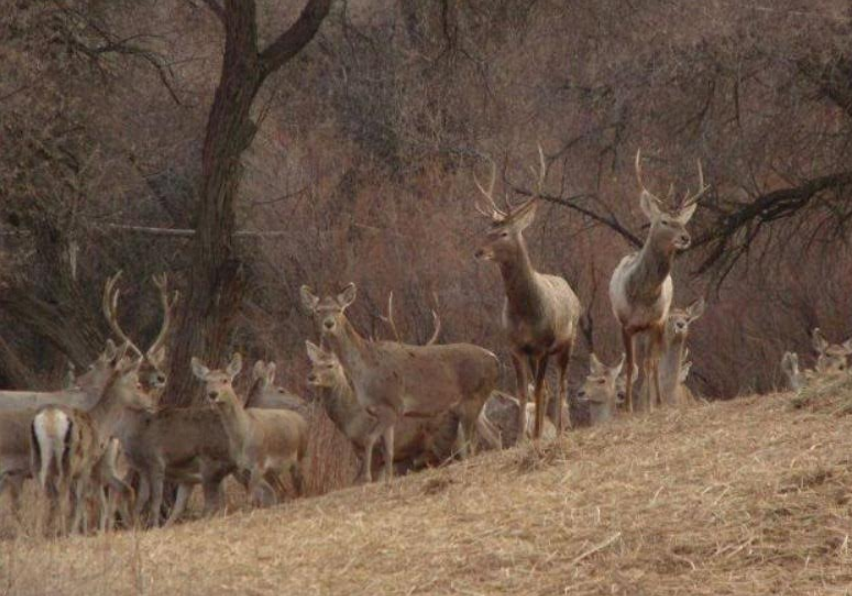 Тұран мемлекеттік өңірлік табиғи паркін ашу жоспарлануда