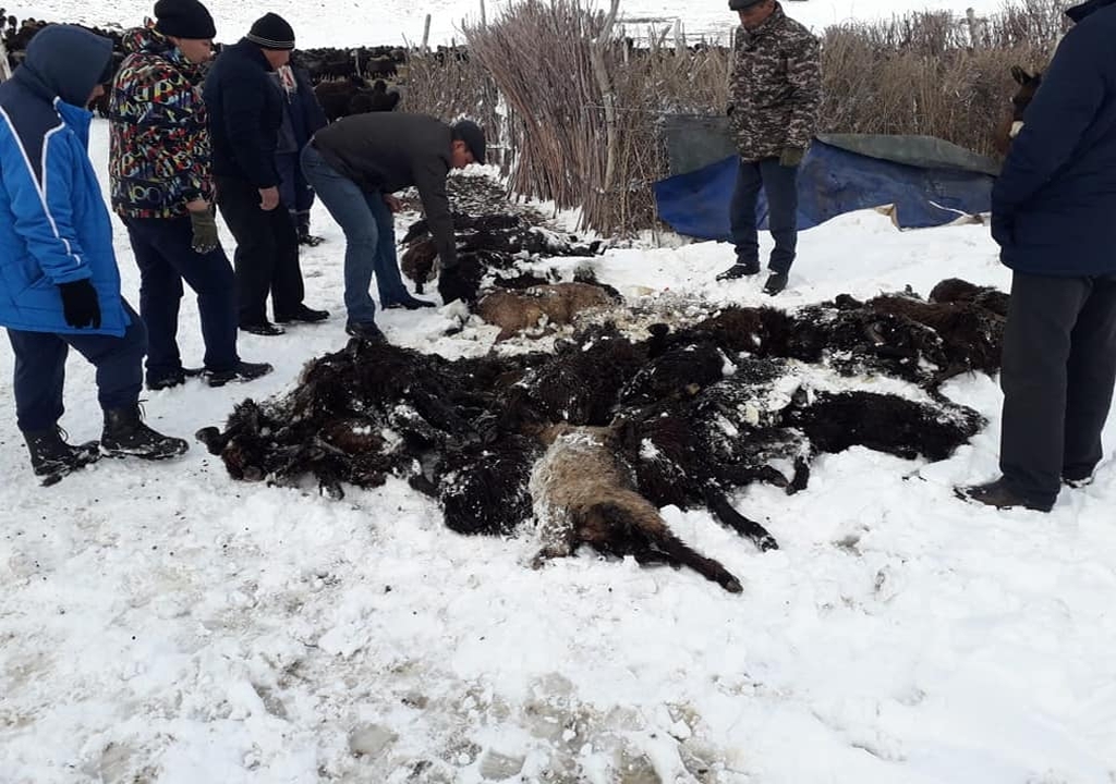 Жаңақорғанда 300-ге жуық мал қырылды