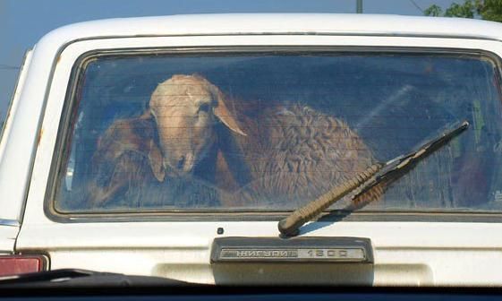 Мал ұрлығының алдын алуда электр тоғы қолданылады