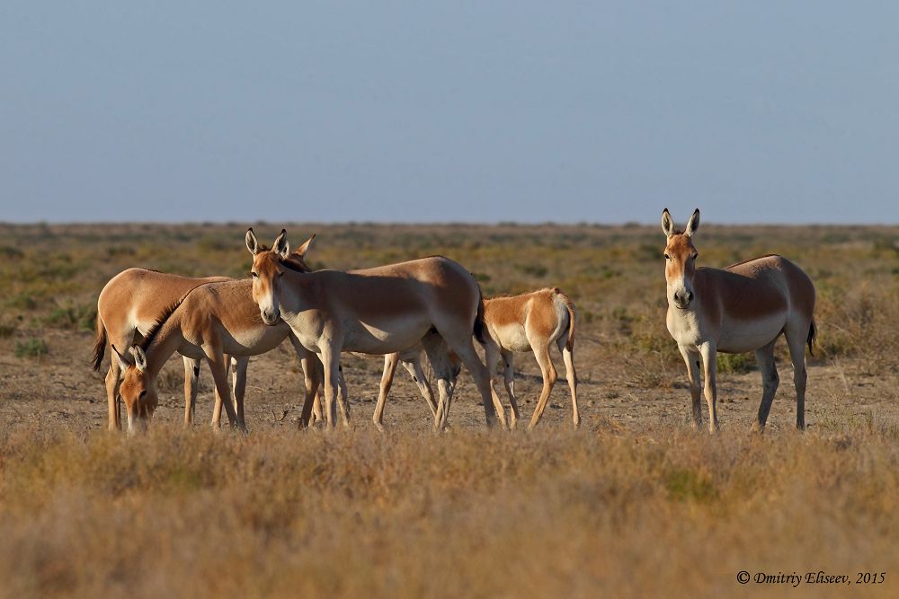 Қасқақұлан