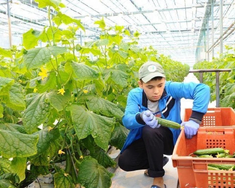 Жылыжайлар жетіспеушілігі елордада көкөніс бағасының көтерілуіне әкелді
