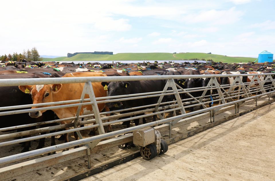 Мәрмәр ет өндіреді