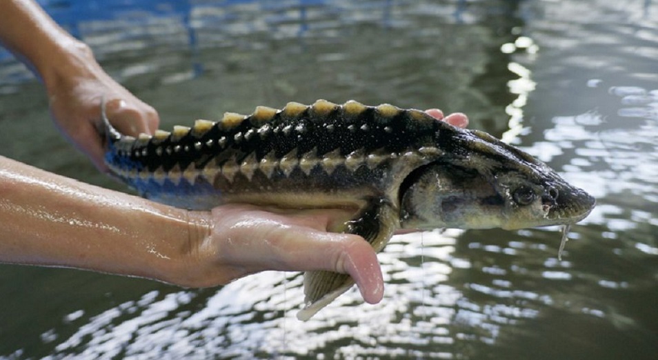 Маңғыстауда «Бекіре» алдын алу іс-шарасы өтуде