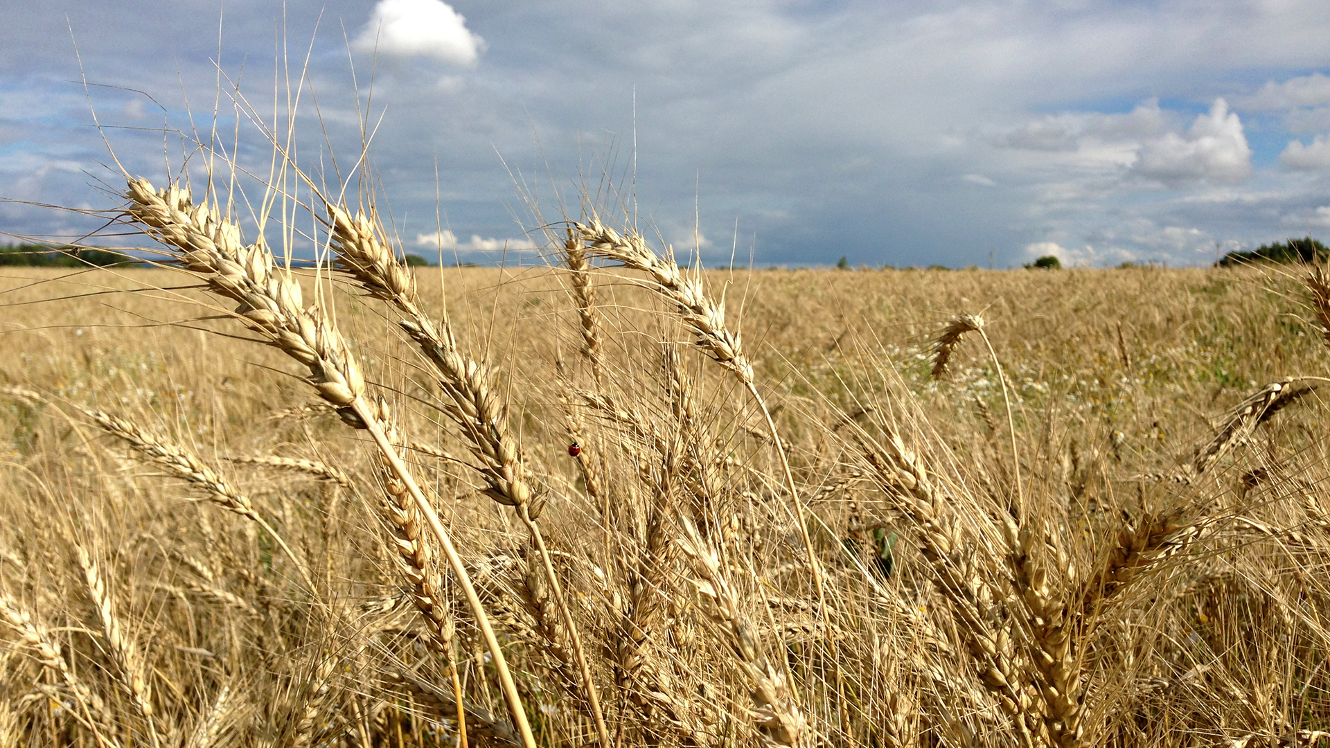 Бидайдың жаңа сұрпына  ғалымның есімі берілді