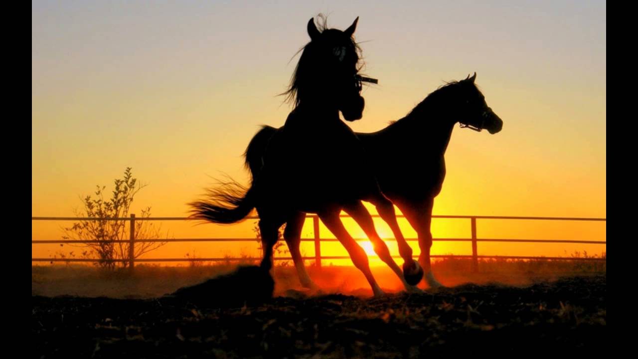 Жаңақорған ауданында мал ұрлығы азаймай тұр