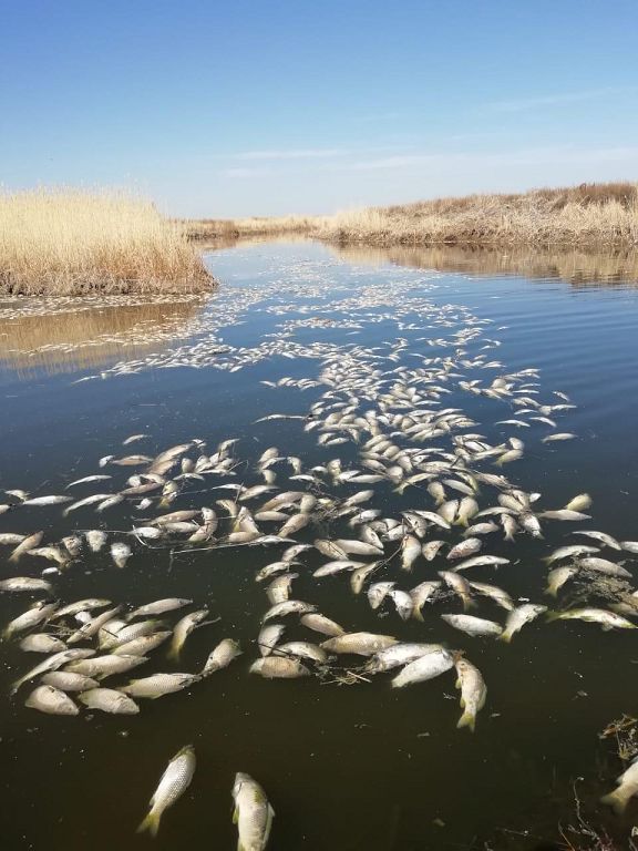 Қырылған балық табиғат құбылысының қайталануы ма, қауіпті ескерту ме?
