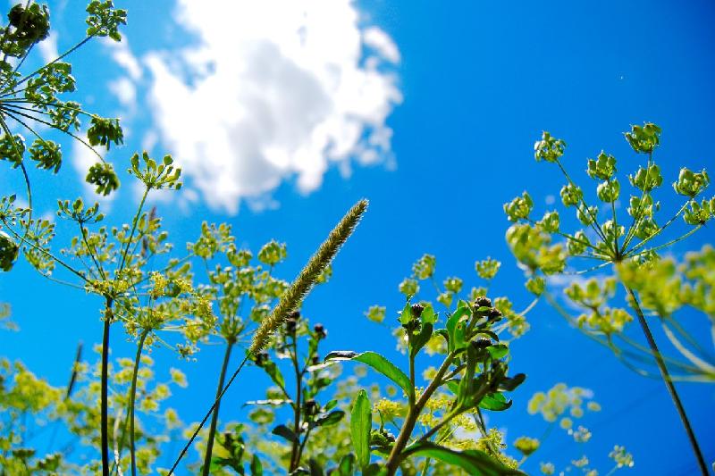 Бүгін елімізде күн райы ашық болады